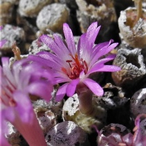 obscurum