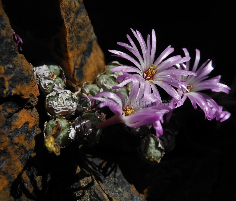 obscurum N Lekkersing (2)