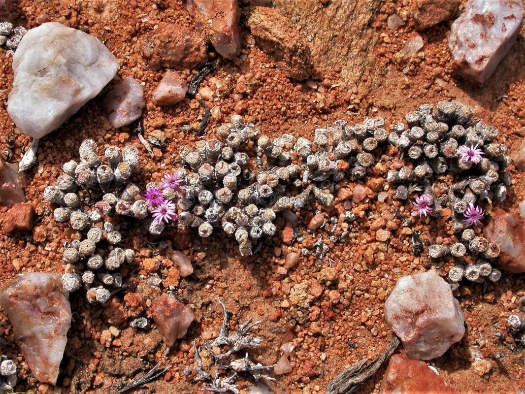 obscurum S Harrasberg (2)