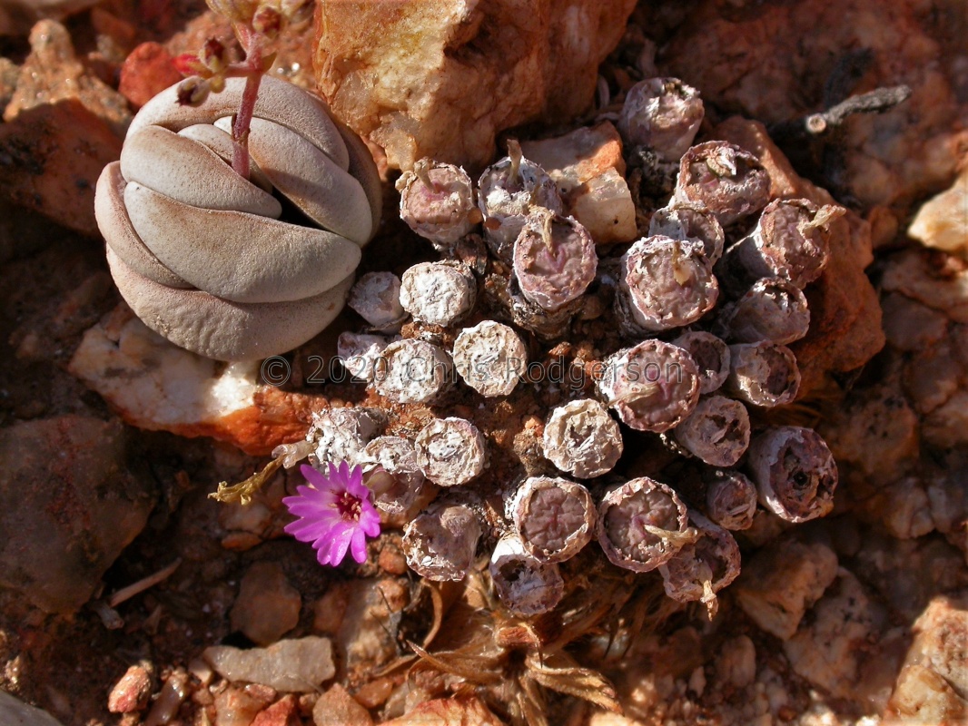 obscurum S Harrasberg (3)