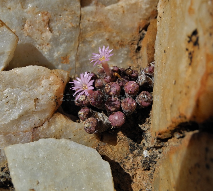 obscurum ssp.barbatum E Port Nolloth