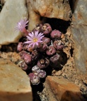 obscurum ssp.barbatum E Port Nolloth
