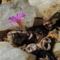 obscurum ssp.vitreopapillum (3)