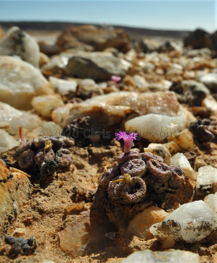 obscurum ssp.vitreopapillum (4).JPG