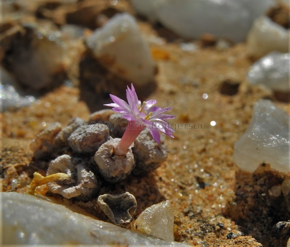 obscurum ssp.vitreopapillum (5)