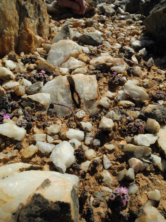 obscurum ssp.vitreopapillum (6).JPG