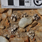 obscurum ssp.vitreopapillum (2)