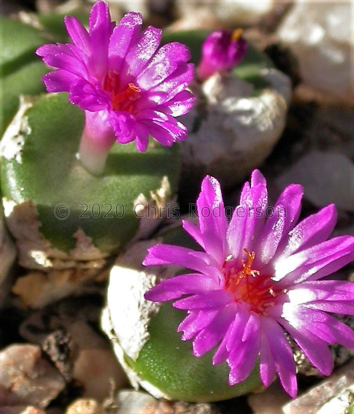 obscurum ssp.vitreopapillumLAV25550A.jpg