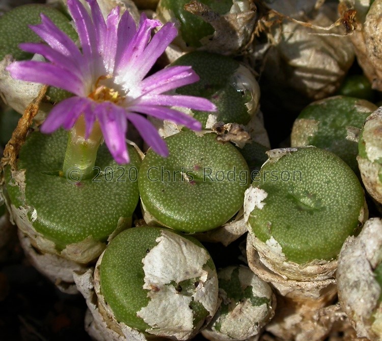 obscurum ssp.sponsaliorum LAV30363 Skimmelberg