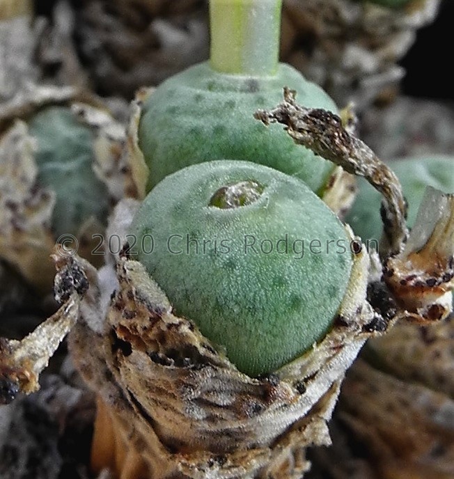 orbicum clonotype.JPG