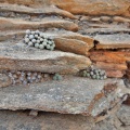 orbicum Tierkloof (2)