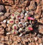 pageae Garies (2)