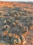 pageae S Springbok (3)