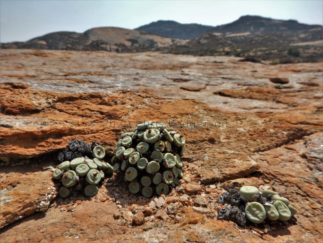 pageae SSE Springbok
