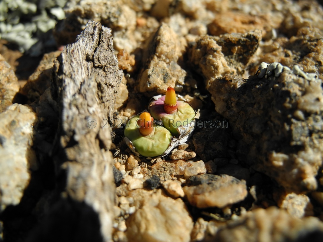 pageae E Biesies (2)