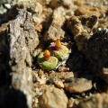 pageae E Biesies (2)