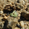 pageae E Biesies (3)