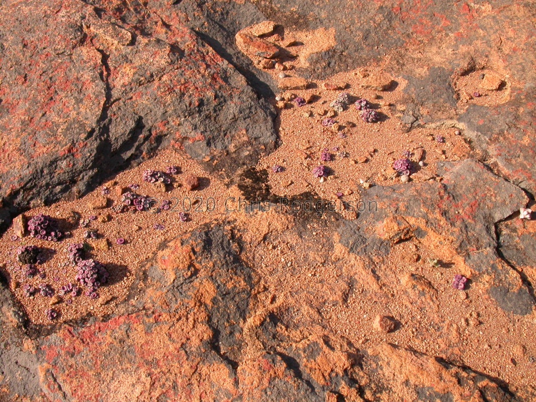 pageae S Kotzesrus