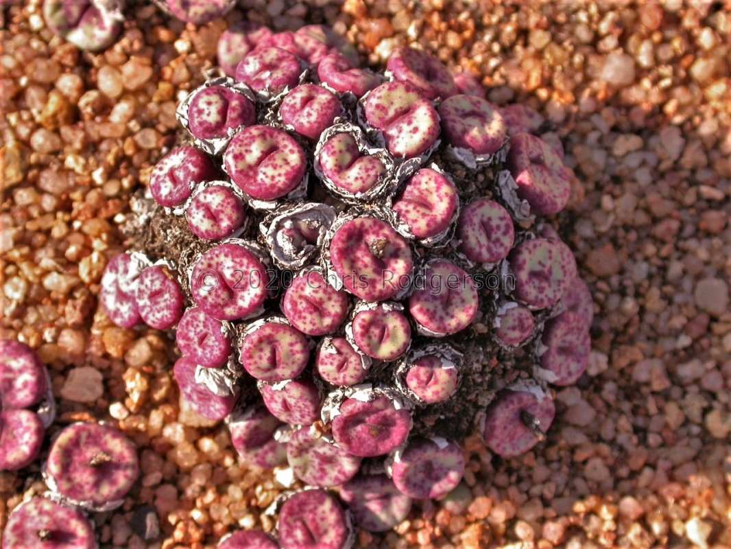 pageae S Kotzesrus (3)