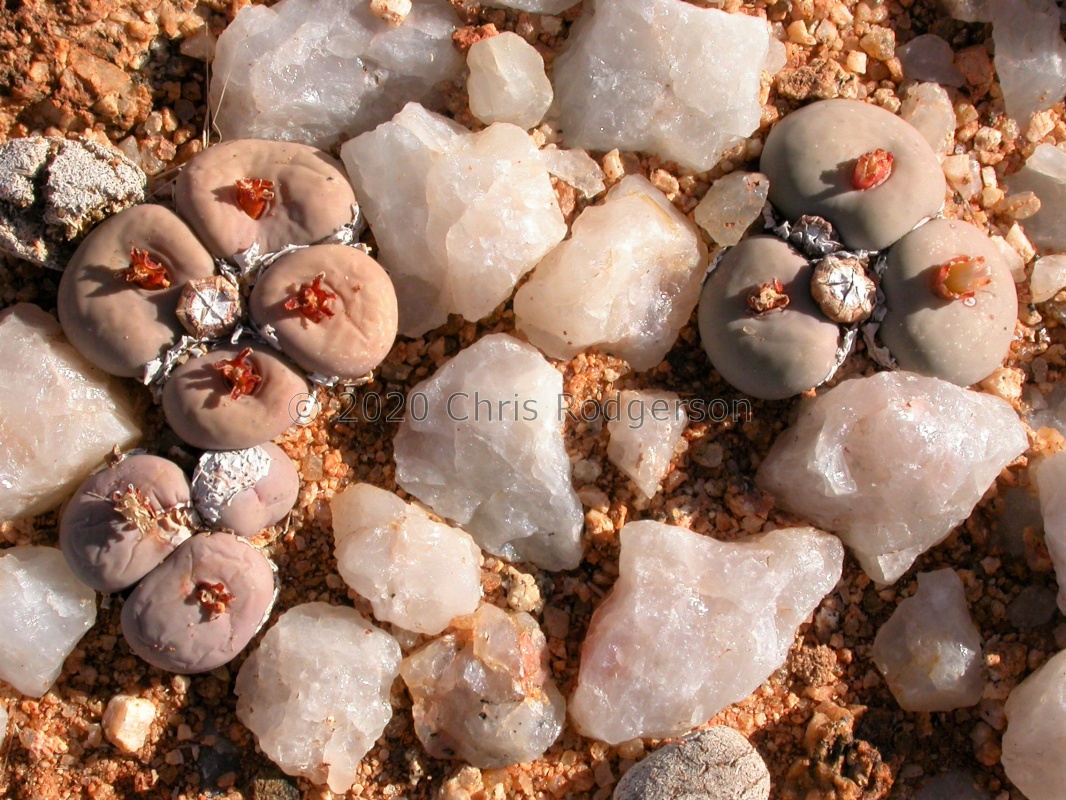 pageae E Kamieskroon