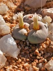pageae E Kamieskroon (2)