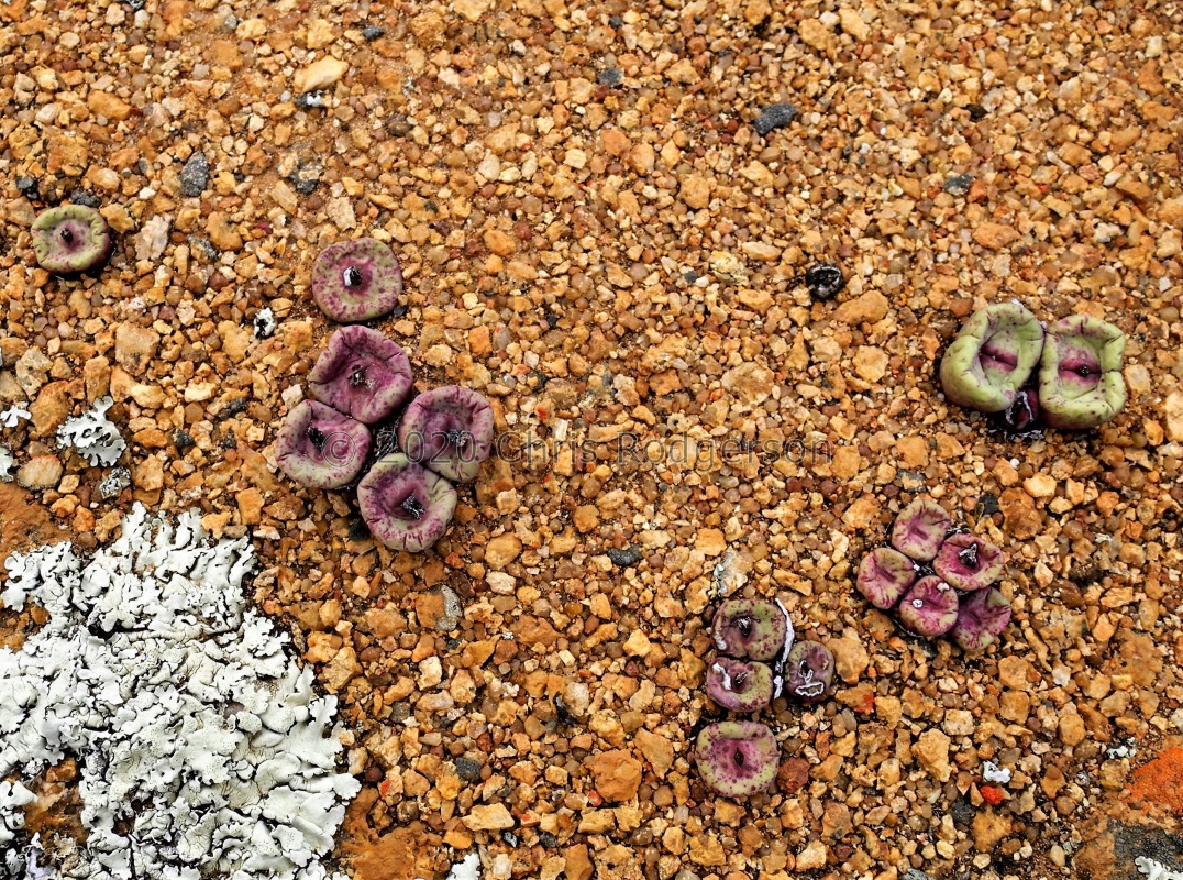 pageae 'squarrosum' W Bitterfontein (2)
