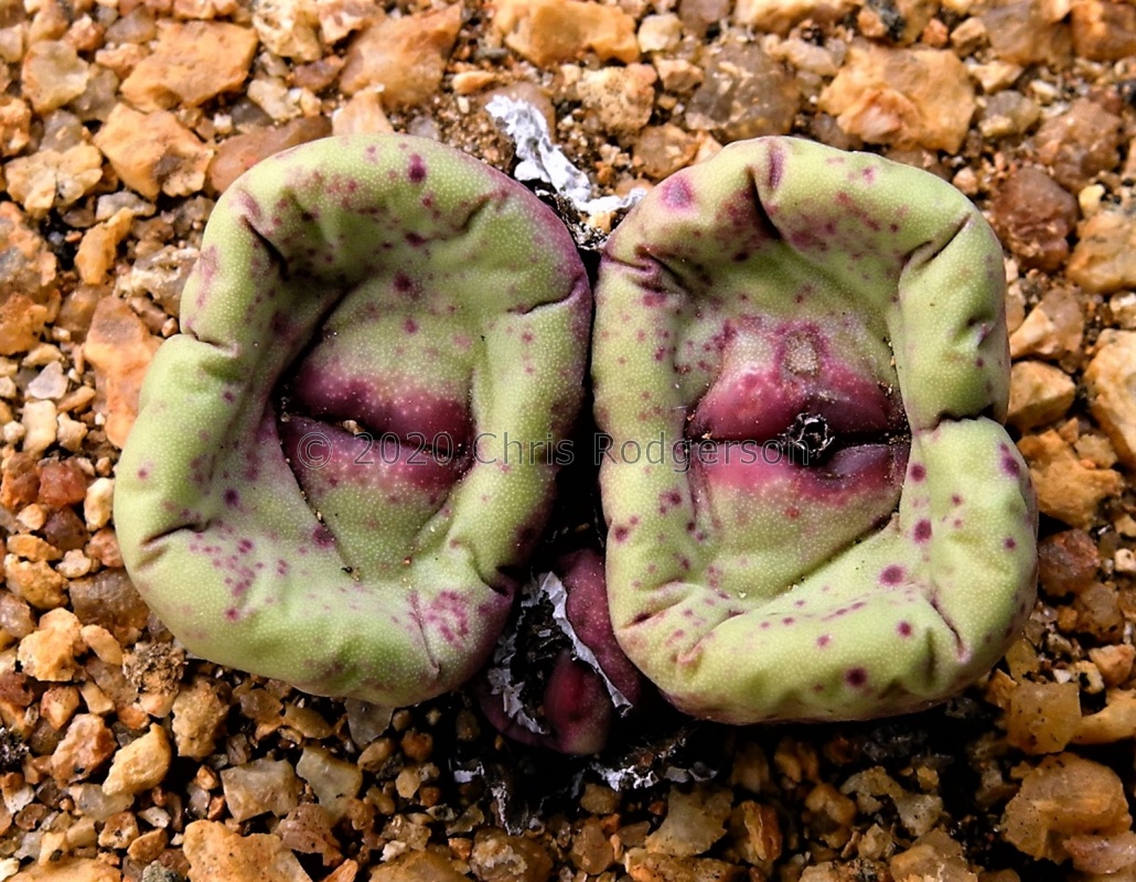 pageae 'squarrosum' W Bitterfontein (3)