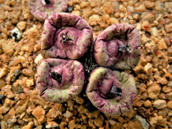 Conophytum / pageae