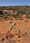 pageae 'subrisum' W Kamiesberg