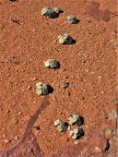 pageae 'subrisum' W Kamiesberg (2)