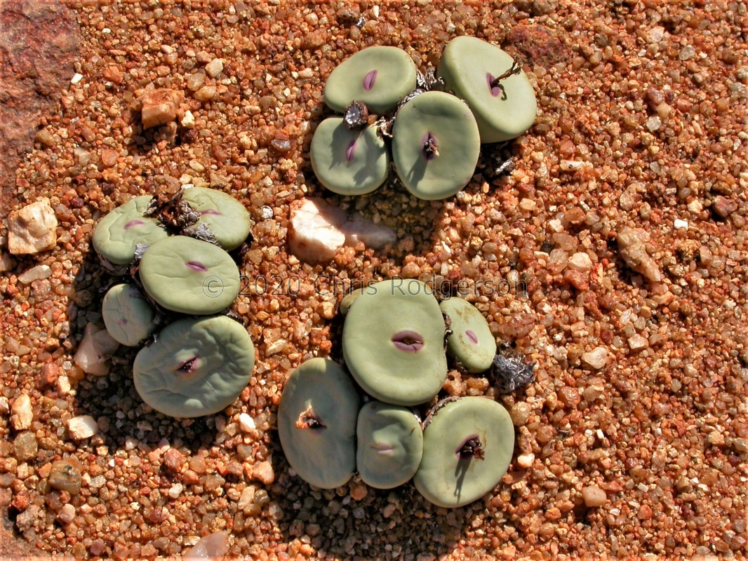 pageae 'subrisum' W Kamiesberg (3)