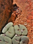 pageae 'subrisum' W Kamiesberg (4)