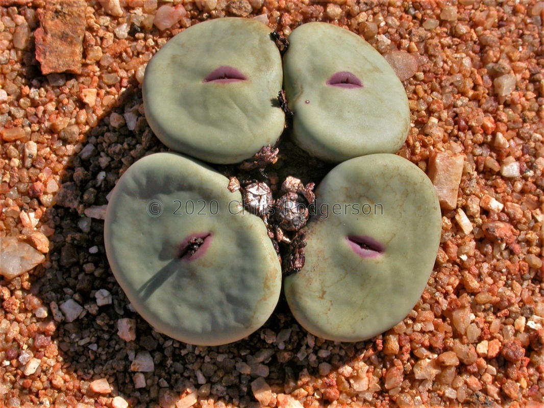 pageae 'subrisum' W Kamiesberg (1805)