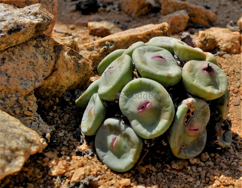 pageae 'subrisum' Kliprand (2)