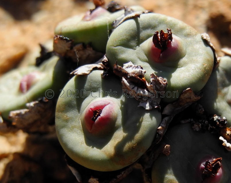 pageae S Springbok (2)