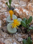 pageae 'subrisum' Brakfontein (1750)