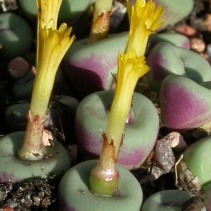 pageae