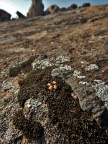 pellucidum Kamieskroon
