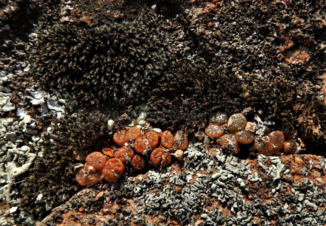 pellucidum Kamieskroon