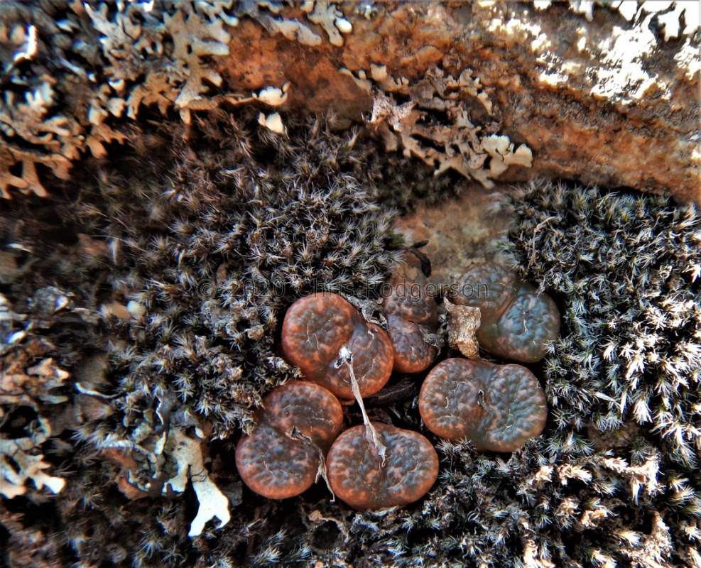 pellucidum Kamieskroon