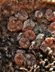 pellucidum Kamieskroon