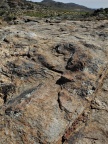 pellucidum N Kamieskroon