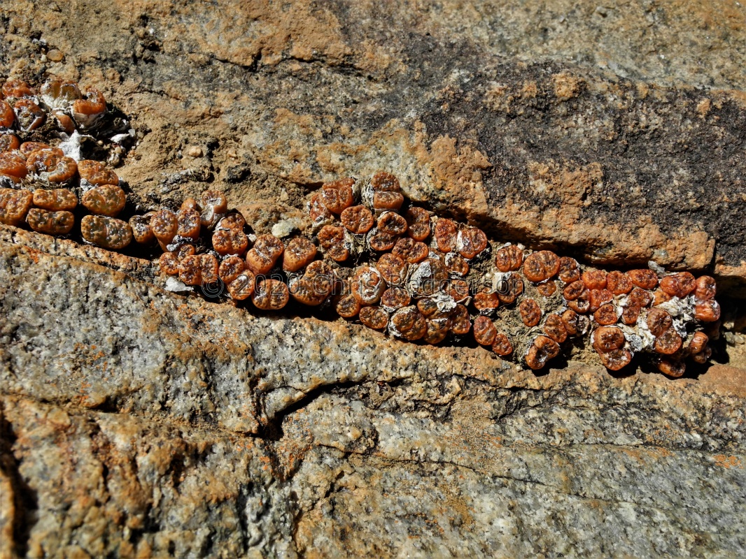pellucidum N Kamieskroon (3)
