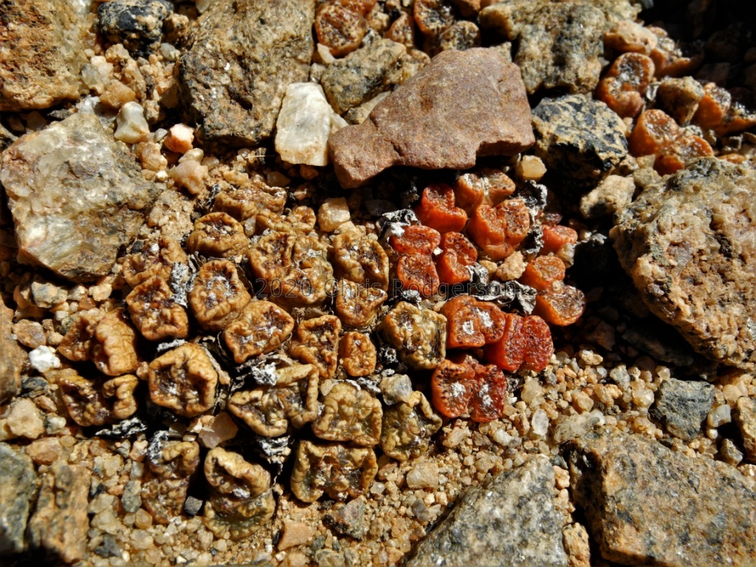 pellucidum N Kamieskroon (2)