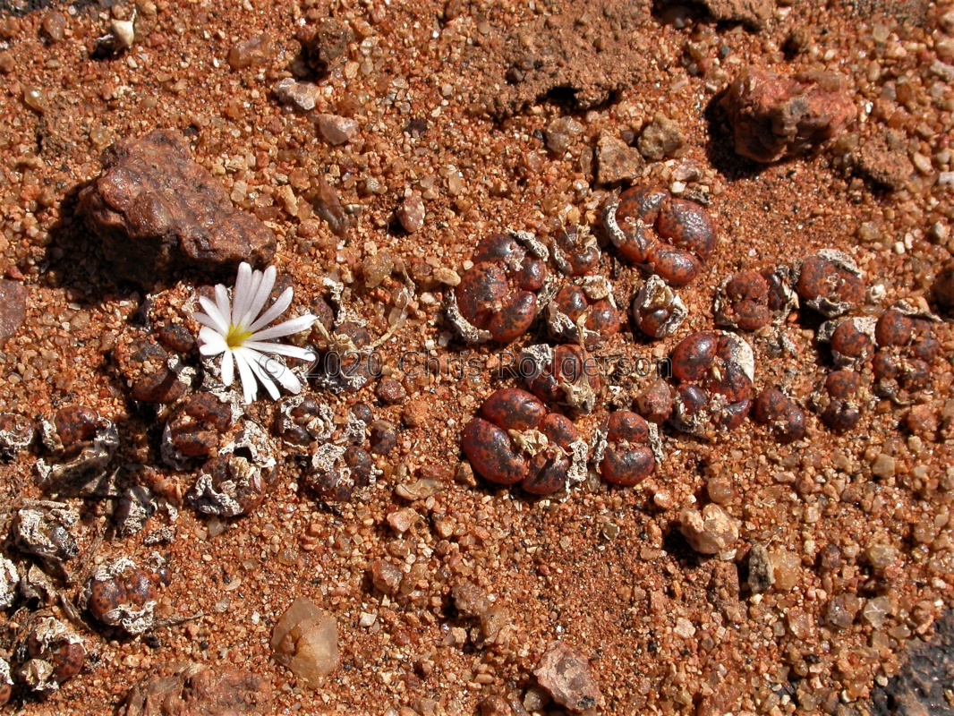 pellucidum ssp.cupreatum NW Gamoep