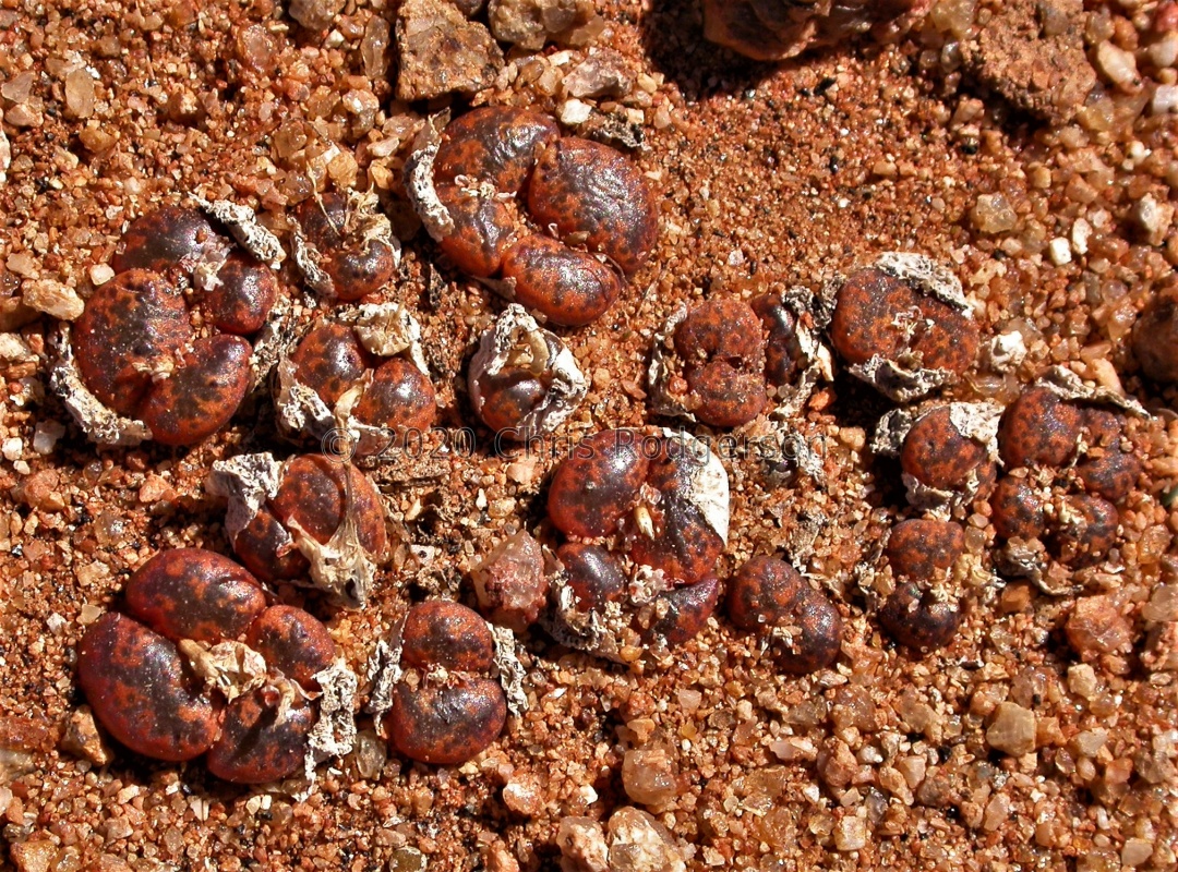 pellucidum ssp.cupreatum NW Gamoep