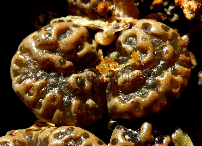 pellucidum 'elegans' Lav26802