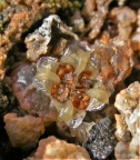 pellucidum open capsule