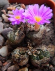 pellucidum 1599
