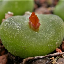 phoeniceum